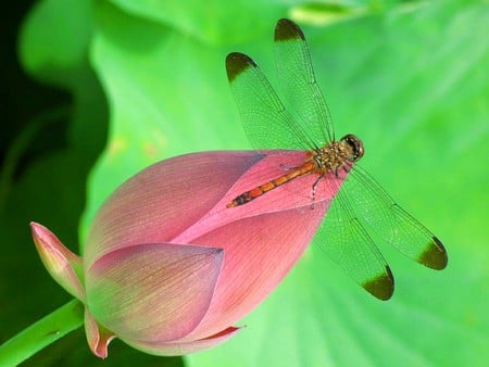 Dragonfly on Flower - flower, picture, beautiful, dragonfly