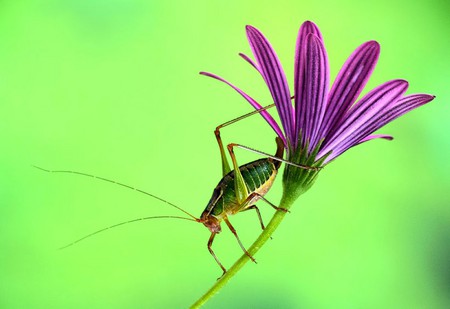 Bug on Flower - on flower, picture, bug, cool