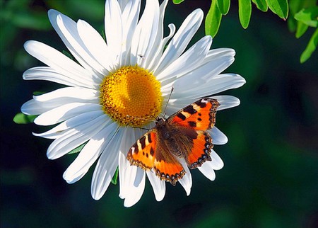 Butterfly on Flower - beautiful, on flower, butterfly, picture