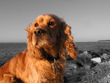 dogs - abstract, dogs, photography, gray, brown, sea, animals