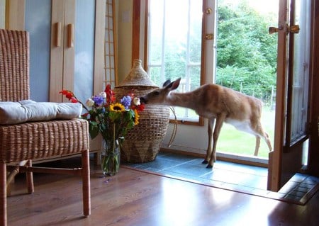 Fragrant lunch - eating, home, deer, doorway open