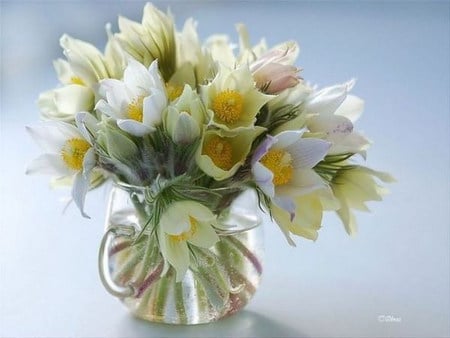 soft - white, flower, anemone, glass