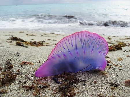 Man of war - purple, venemous, jelly, blue, florida, man of war