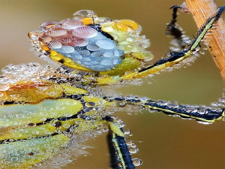 morning dew - morning, butterfly, macro, colorful, dew