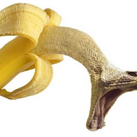 Dangerous banana