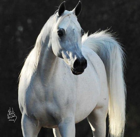 Alexsis The Straight Egyptian - straight, arabian, egyptian, white, horses, animals