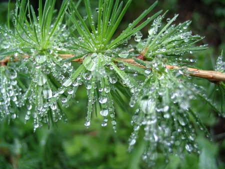 dewdrops - dewdrops, drops, dew, rain