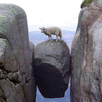 Sheep on Rock