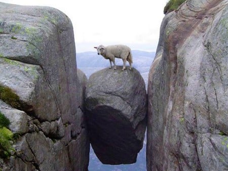 Sheep on Rock - sheep, picture, amazing, on rock