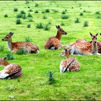 Deer on Rest