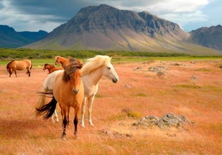 Wild Horses - horses, wild, cool, picture