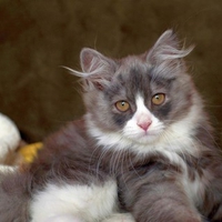 Grey Cat