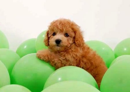 Puppy In Baloons - puppy, baloons, cool, picture