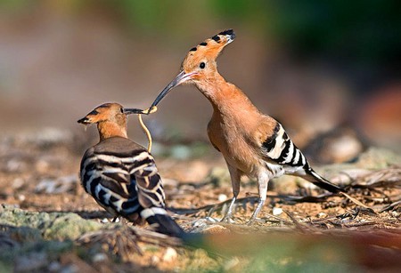 Feeding Birds