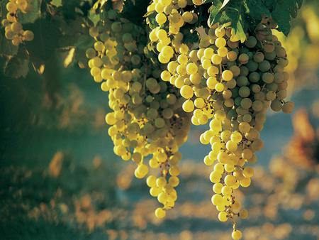 Chardoney grapes - grapes, wine grapes, chardoney, green grapes