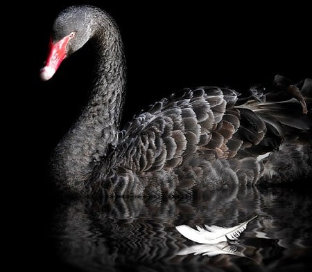 Ebony goose - feather, white, black, goose, swimming