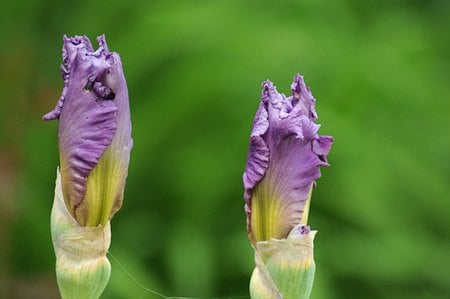 Flowers - plants, flowers, nature, purple