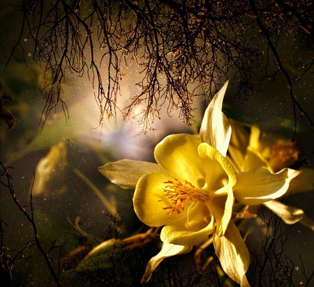 Lily dawn - rays branches, yellow, lily, petals, light