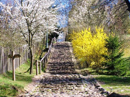 Sunnyboy - trees, white, stone green, pathway, single yellow