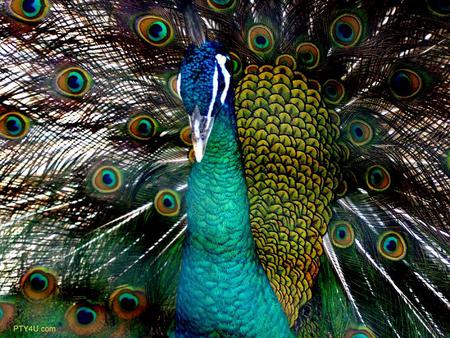 Peacock - feathers, animal, bird, peacock