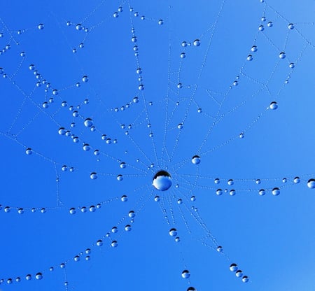 High Strung - blue sky, spiderweb, dew drops, cobweb