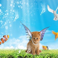 cat