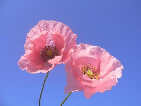 A different hue - sky, pink, poppies, blooms, two