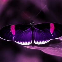 PURPLE AND PINK BUTTERFLY