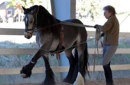 Training - cavalo, horse, stallion, animals