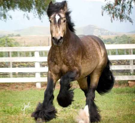 Horse - cavalo, stallion, horse, animals