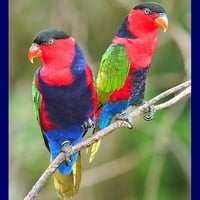 Parrots Amazing Colors