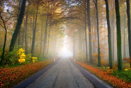 Roadside Trees - picture, trees, roadside, beautiful