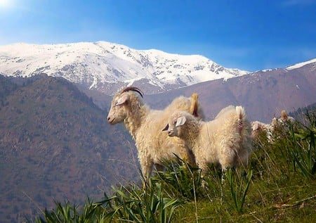 Mountain Sheeps - sheeps, cool, mountain, picture