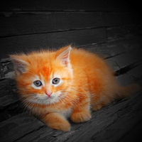 Orange Cat