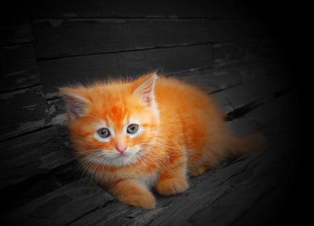 Orange Cat - orange, picture, cat, cool