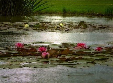 Night on the lily pond - flowers, water, floating, pond, lillies, reflection, pink