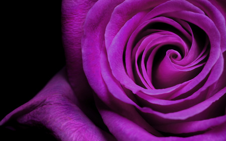 Purple Rose - beauty, close up, wonder, roses, photography, rose, purple, pretty, forever, petals, love, fresh, mystery, lovely, violet, nature, precious, elixir, positive, essence, beautiful, big, purple rose, flowers, energy, flower