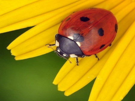 ladybug - ladybug, summer, yellow, flower