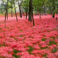 Lily carpet