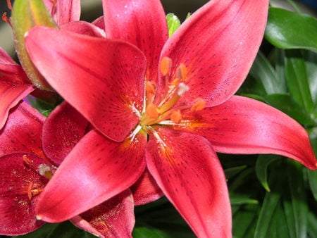 lilly - red, flower, nature, lilly