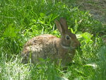 bunny in my yard