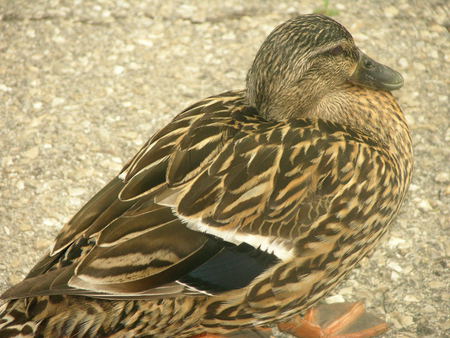 jill - duck, fowl, animal, wild