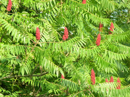 reds - flowers, red, tree, nature