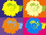 warhol daisy