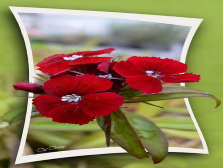 carnation - carnation, 3d, flower, red