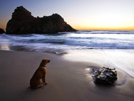 Waiting for masters return - waiting, beach, evening, alone, searching, dog, ocean