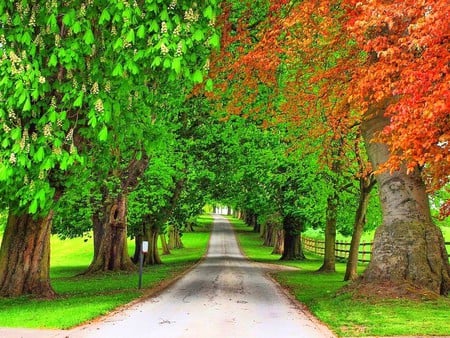 Roadside Trees - trees, picture, roadside, beautiful