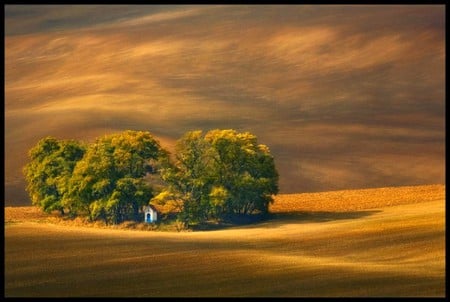 Trees in Field - trees, picture, cool, in field