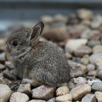 Baby Bunny Surprise!