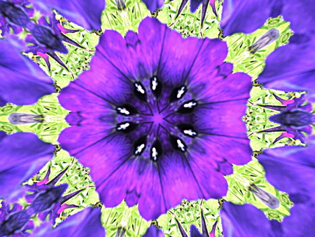 crazy pansy - flowers, summer, purple, nature